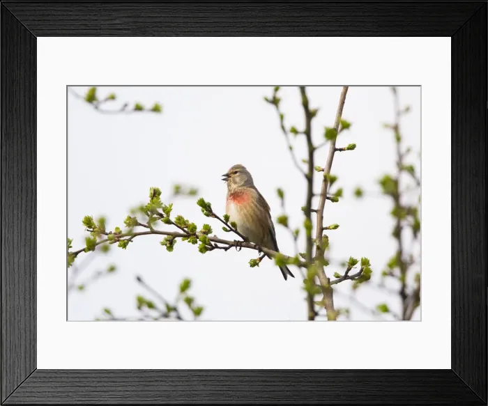 Framed Print : P2A8954. Common Linnet - singing, North Hessen, Germany Date: 11-Feb-19 Framed Print : P2A8954. Common Linnet - singing, North Hessen, Germany Date: 11-Feb-19