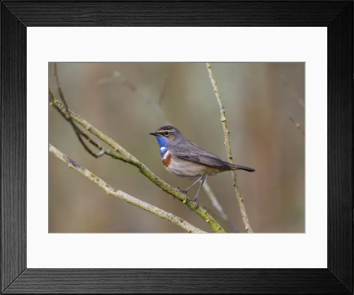 Framed Print : P2A8939. White-spotted Bluethroat - single male, Portrait, Lower Saxony, Germany Date Framed Print : P2A8939. White-spotted Bluethroat - single male, Portrait, Lower Saxony, Germany Date