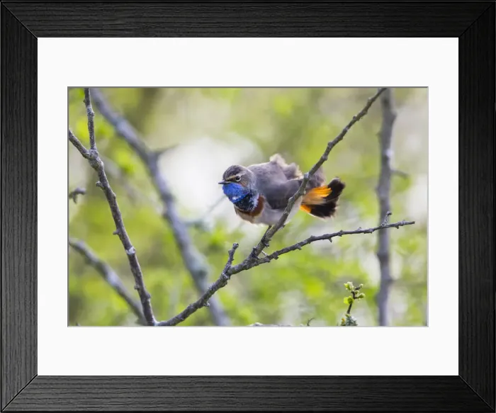 Framed Print : P2A8999. White-spotted Bluethroat - single male Framed Print : P2A8999. White-spotted Bluethroat - single male