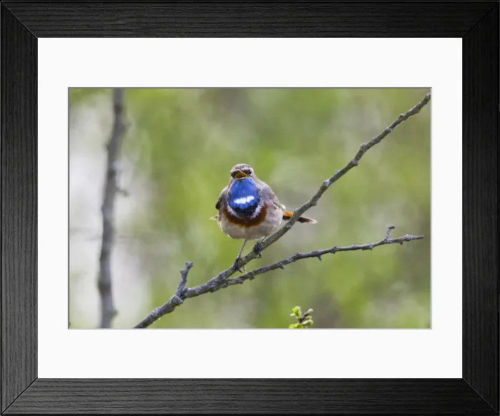 Framed Print : P2A9012. White-spotted Bluethroat - single male, singing Framed Print : P2A9012. White-spotted Bluethroat - single male, singing