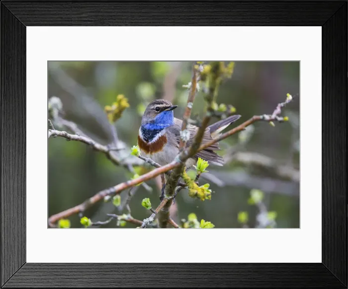 Framed Print : P2A9024. White-spotted Bluethroat - single male, portrait, Lower Saxony, Germany Date Framed Print : P2A9024. White-spotted Bluethroat - single male, portrait, Lower Saxony, Germany Date