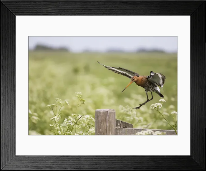 Framed Print : P2A9095. Bar - tailed Godwit - in flight landing on postI Framed Print : P2A9095. Bar - tailed Godwit - in flight landing on postI