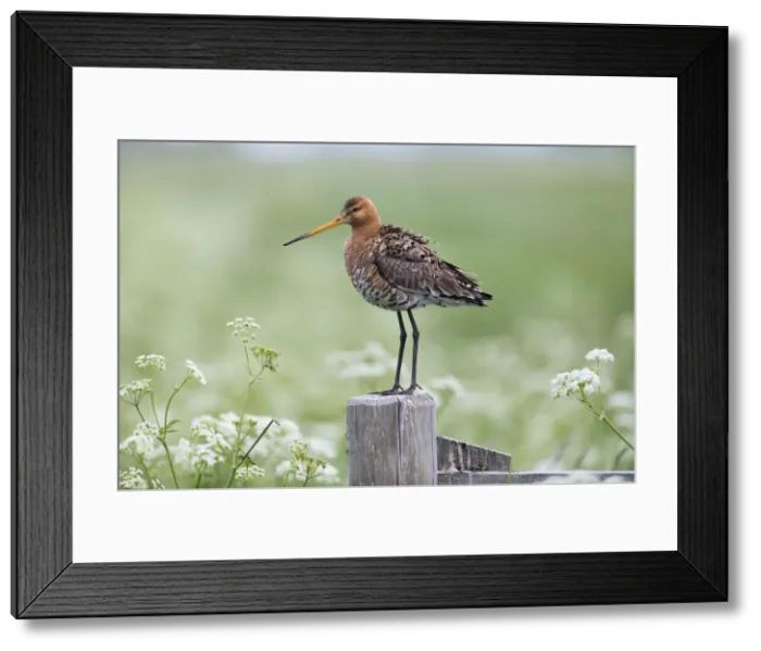 Framed Print : P2A9120. Bar - tailed Godwit - Island of Texel, The Netherlands Date: 11-Feb-19 Framed Print : P2A9120. Bar - tailed Godwit - Island of Texel, The Netherlands Date: 11-Feb-19