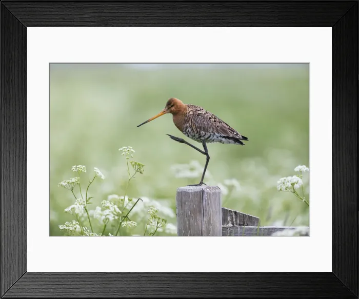 Framed Print : P2A9139. Bar - tailed Godwit - Island of Texel, The Netherlands Date: 11-Feb-19 Framed Print : P2A9139. Bar - tailed Godwit - Island of Texel, The Netherlands Date: 11-Feb-19