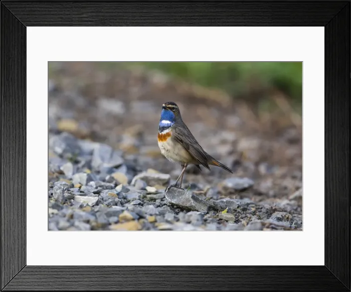 Framed Print : P2A9151. White-spotted Bluethroat - single male, Lower Saxony, Germany Date: 11-Feb-19 Framed Print : P2A9151. White-spotted Bluethroat - single male, Lower Saxony, Germany Date: 11-Feb-19