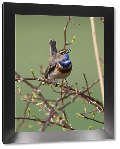 P2A9423. White-spotted Bluethroat - single male, singing