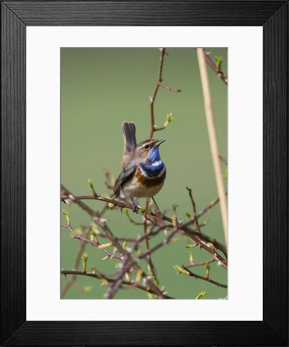Framed Print : P2A9423. White-spotted Bluethroat - single male, singing Framed Print : P2A9423. White-spotted Bluethroat - single male, singing
