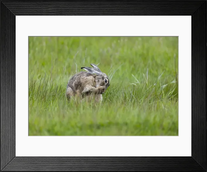Framed Print : P2A9155. Hare - adult grooming itself and licking its paws, North Hessen, Germany Date Framed Print : P2A9155. Hare - adult grooming itself and licking its paws, North Hessen, Germany Date