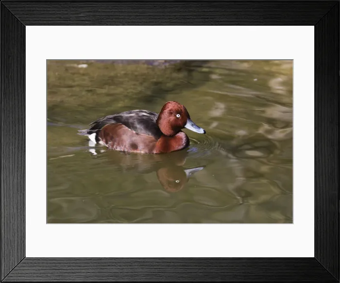 Framed Print : P2A9627. Ferruginous Duck - male on lake, Bavarian Forest, Germany Date: 11-Feb-19 Framed Print : P2A9627. Ferruginous Duck - male on lake, Bavarian Forest, Germany Date: 11-Feb-19