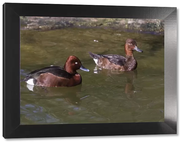 P2A9676. Ferruginous Duck - pair on lake, Bavarian Forest, Germany Date: 11-Feb-19