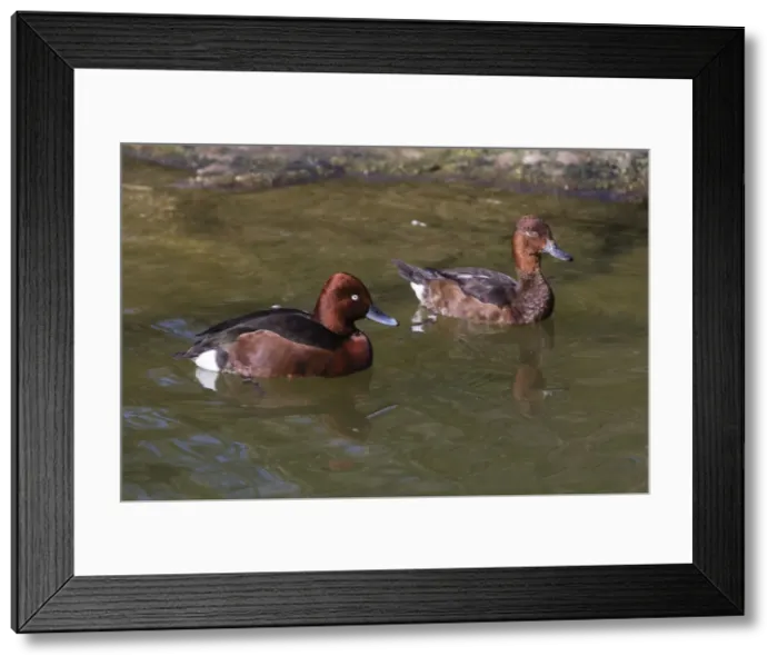 Framed Print : P2A9676. Ferruginous Duck - pair on lake, Bavarian Forest, Germany Date: 11-Feb-19 Framed Print : P2A9676. Ferruginous Duck - pair on lake, Bavarian Forest, Germany Date: 11-Feb-19