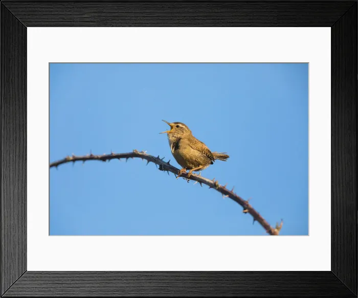 Framed Print : P2A9841. Wren - male singing in springtime, North Hessen, Germany Date: 11-Feb-19 Framed Print : P2A9841. Wren - male singing in springtime, North Hessen, Germany Date: 11-Feb-19