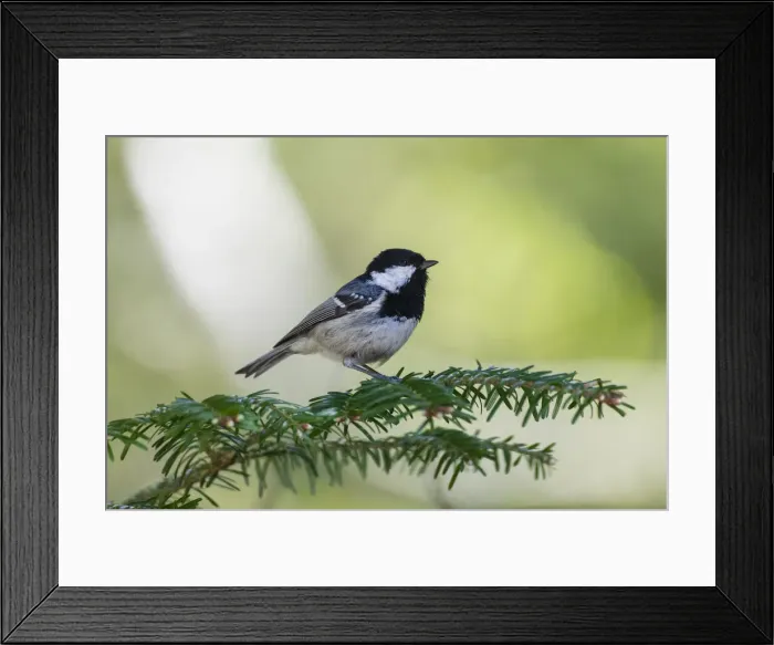 Framed Print : P2A9843. Coal Tit - perched on fir tree branch, feeding, North Hessen, Germany Date Framed Print : P2A9843. Coal Tit - perched on fir tree branch, feeding, North Hessen, Germany Date
