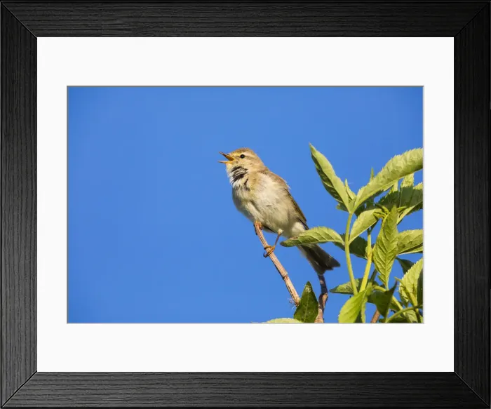 Framed Print : P2A9883. Willow Warbler - singing from bush, North Hessen, Germany Date: 11-Feb-19 Framed Print : P2A9883. Willow Warbler - singing from bush, North Hessen, Germany Date: 11-Feb-19