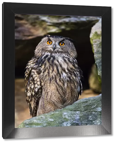 P2A9889. Eagle Owl - perched on rock, alert, Bavarian Forest, Germany Date: 11-Feb-19