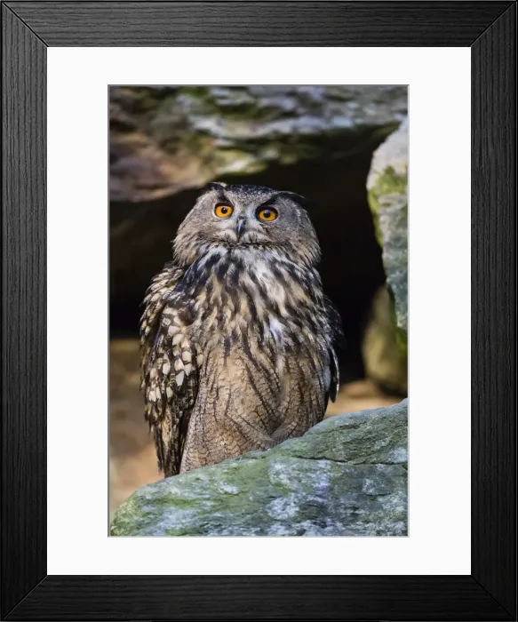 Framed Print : P2A9889. Eagle Owl - perched on rock, alert, Bavarian Forest, Germany Date: 11-Feb-19 Framed Print : P2A9889. Eagle Owl - perched on rock, alert, Bavarian Forest, Germany Date: 11-Feb-19