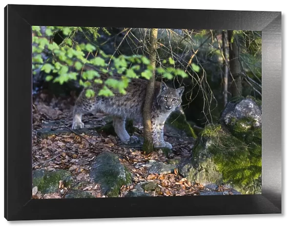 P2A9901. Eurasian Lynx - hiding behind tree, looking curious