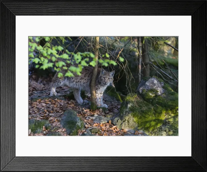 Framed Print : P2A9901. Eurasian Lynx - hiding behind tree, looking curious Framed Print : P2A9901. Eurasian Lynx - hiding behind tree, looking curious