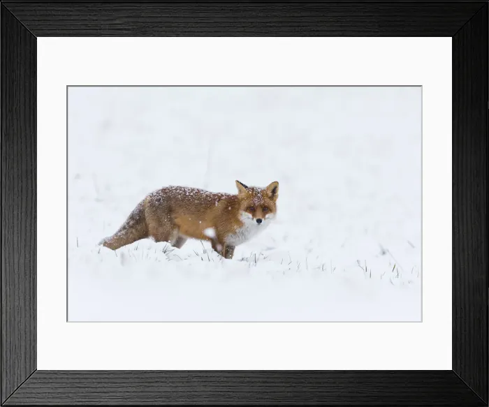 Framed Print : 180204d0006 Framed Print : 180204d0006