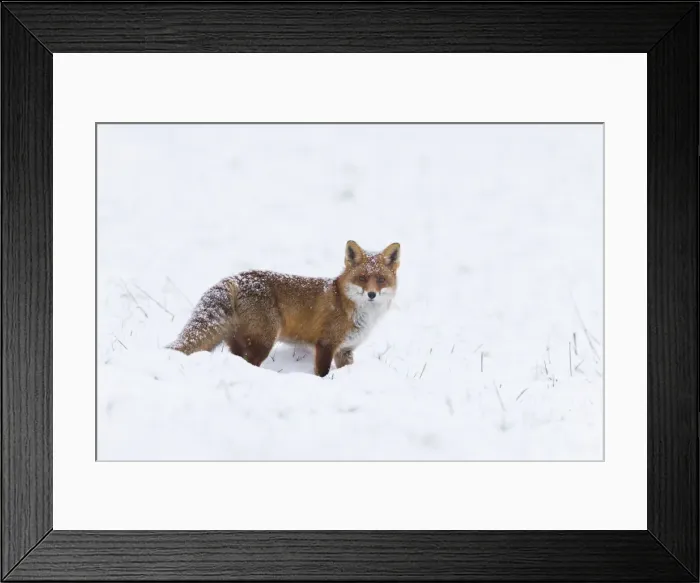 Framed Print : 180204d0008 Framed Print : 180204d0008