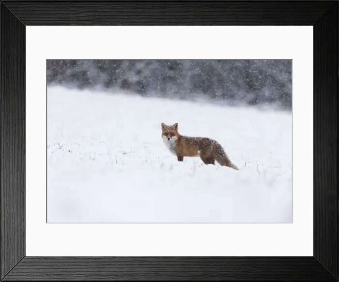 Framed Print : 180204d0002 Framed Print : 180204d0002