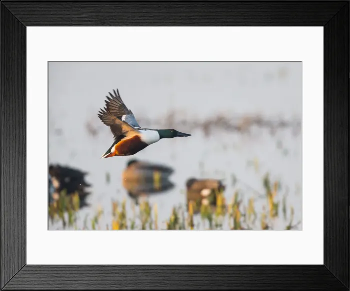 Framed Print : 180220d0038 Framed Print : 180220d0038