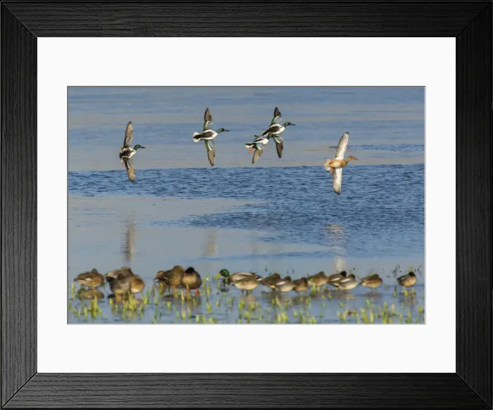 Framed Print : 180222w0028 Framed Print : 180222w0028