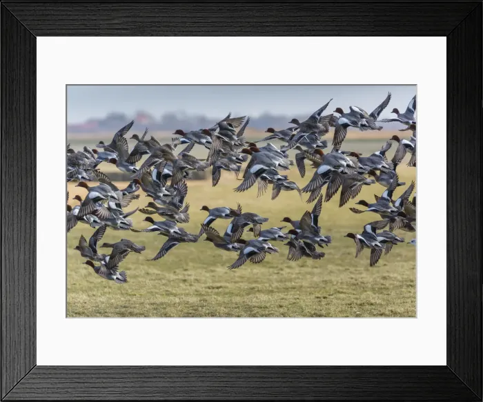 Framed Print : 180223w0034 Framed Print : 180223w0034