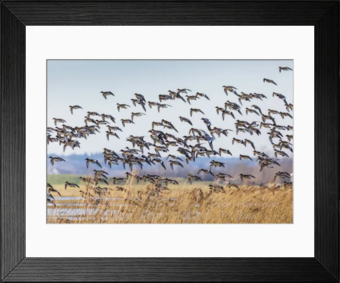 Framed Print : 180224w0040 Framed Print : 180224w0040