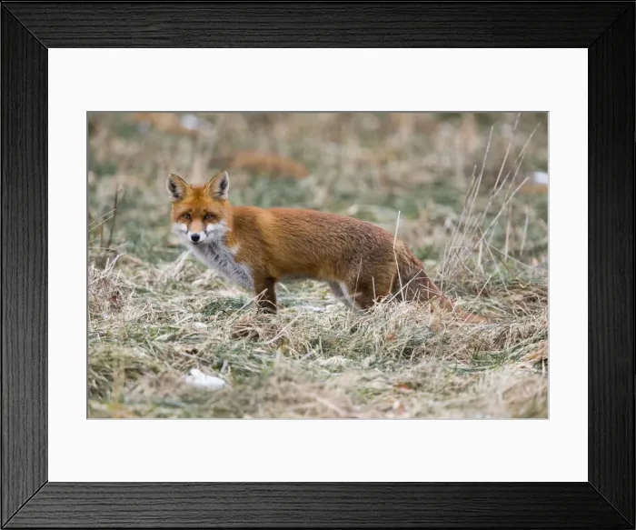 Framed Print : 180228d0078 Framed Print : 180228d0078