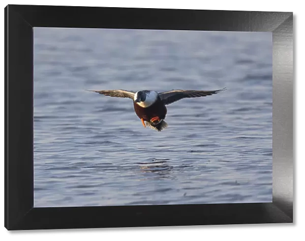 1802_0033. Northern Shoveler - drake in flight landing on lake