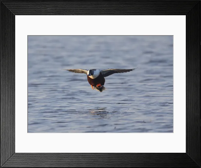 Framed Print : 1802_0033. Northern Shoveler - drake in flight landing on lake Framed Print : 1802_0033. Northern Shoveler - drake in flight landing on lake