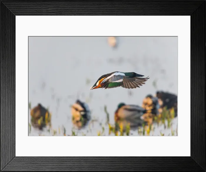 Framed Print : 1802_0047. Northern Shoveler - drake in flight taking off Framed Print : 1802_0047. Northern Shoveler - drake in flight taking off