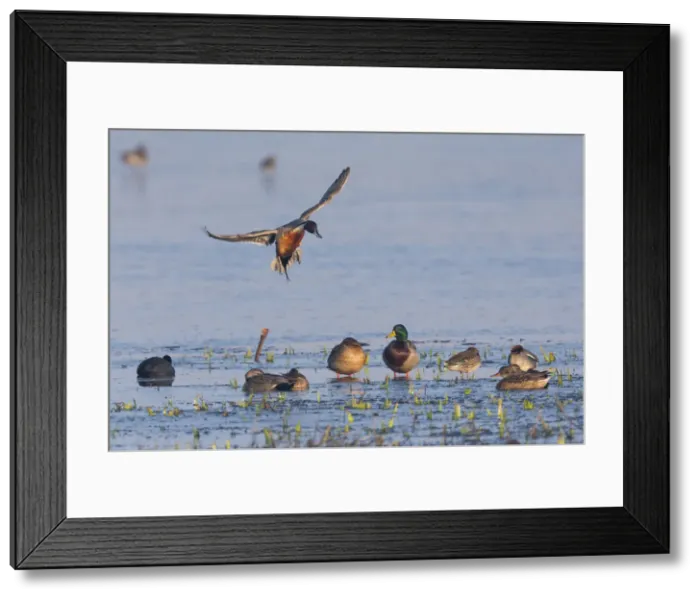 Framed Print : 1802_0071. Mallard and Northern Pintail (Anas acuta) - Pintail drake in flight Framed Print : 1802_0071. Mallard and Northern Pintail (Anas acuta) - Pintail drake in flight