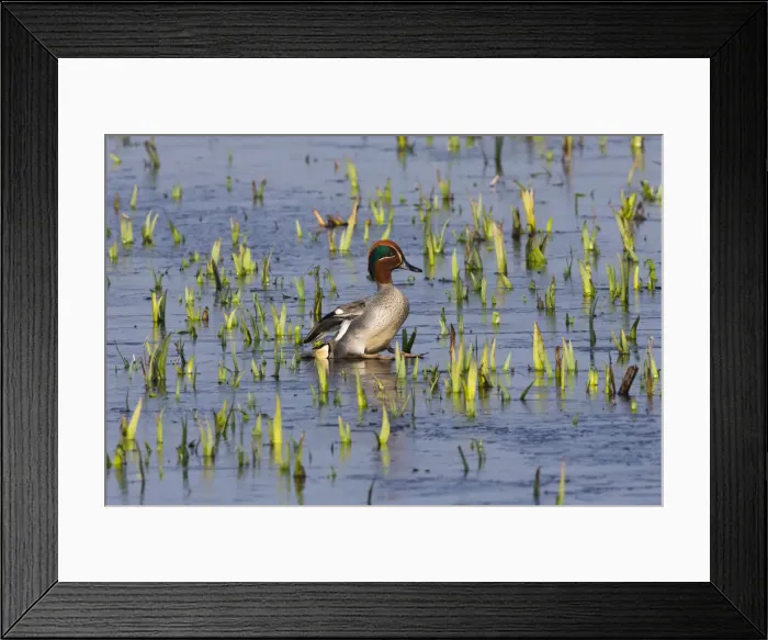 Framed Print : 1802_0103. Teal Framed Print : 1802_0103. Teal