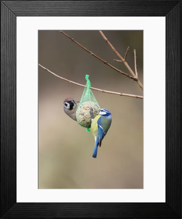 Framed Print : 180308w0003 Framed Print : 180308w0003