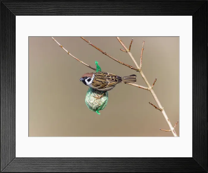 Framed Print : 180309w0007 Framed Print : 180309w0007