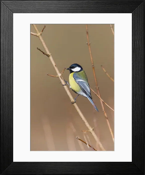 Framed Print : 180309w0008 Framed Print : 180309w0008
