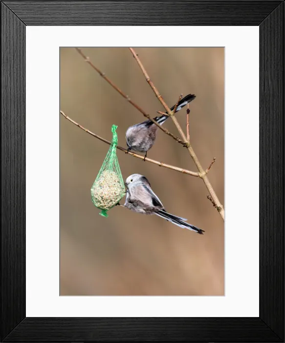 Framed Print : 180309w0010 Framed Print : 180309w0010