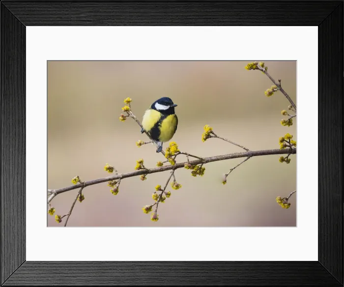 Framed Print : 180318w0028 Framed Print : 180318w0028