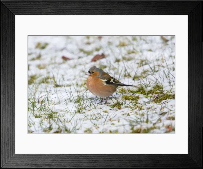 Framed Print : 180318w0034 Framed Print : 180318w0034