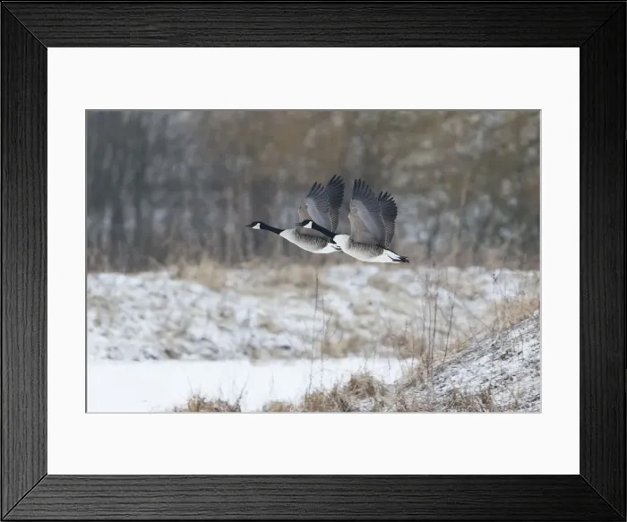 Framed Print : 180320d0005 Framed Print : 180320d0005