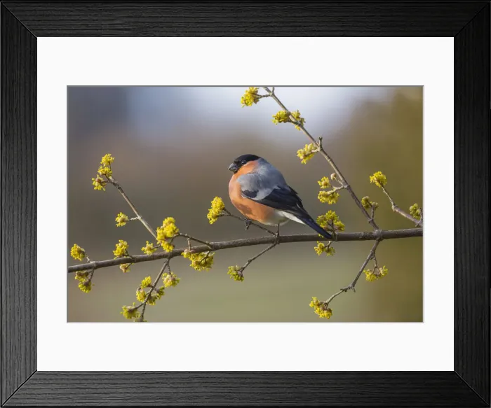 Framed Print : 180318w0038 Framed Print : 180318w0038