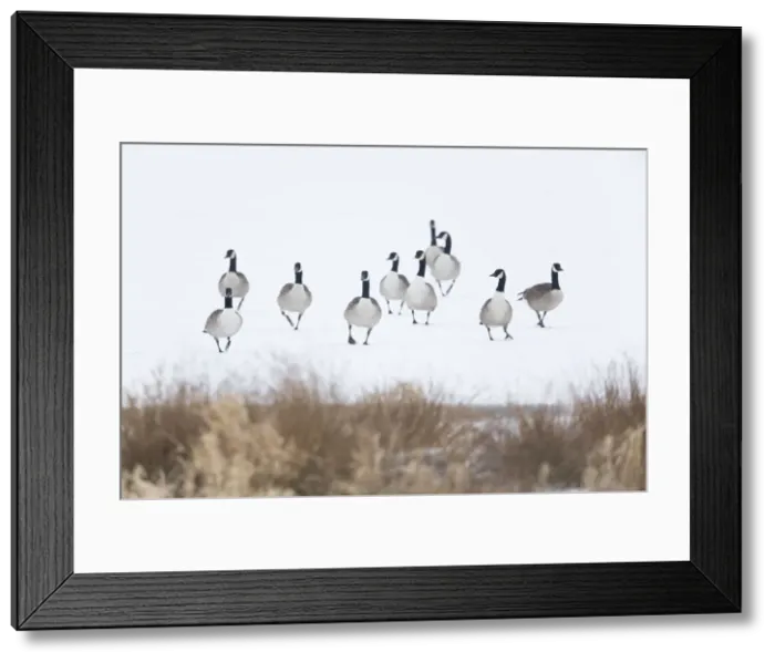 Framed Print : 180320d0013 Framed Print : 180320d0013