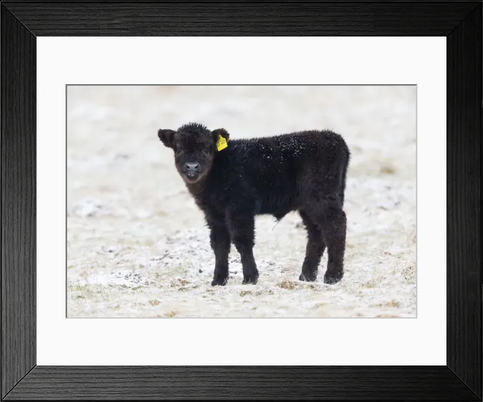 Framed Print : 180320d0014 Framed Print : 180320d0014
