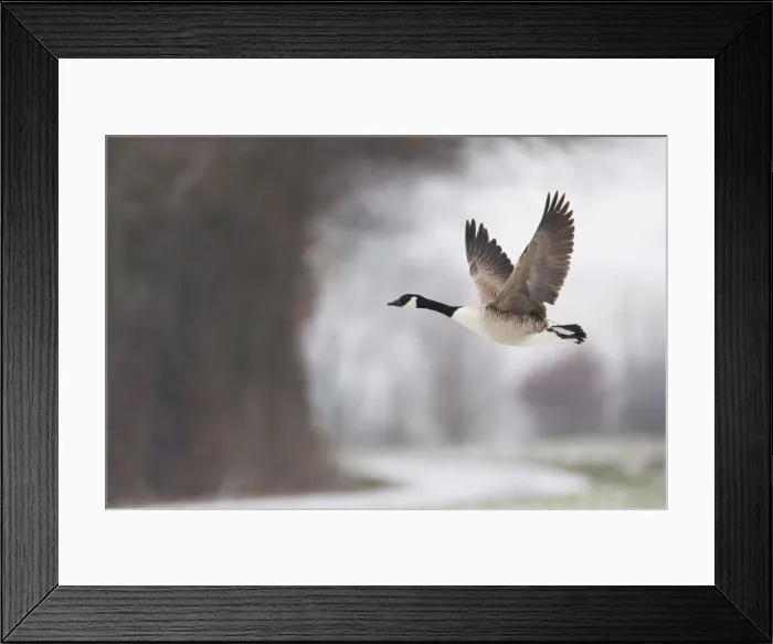 Framed Print : 180320d0026 Framed Print : 180320d0026