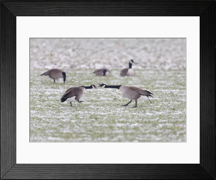 Framed Print : 180320d0028 Framed Print : 180320d0028