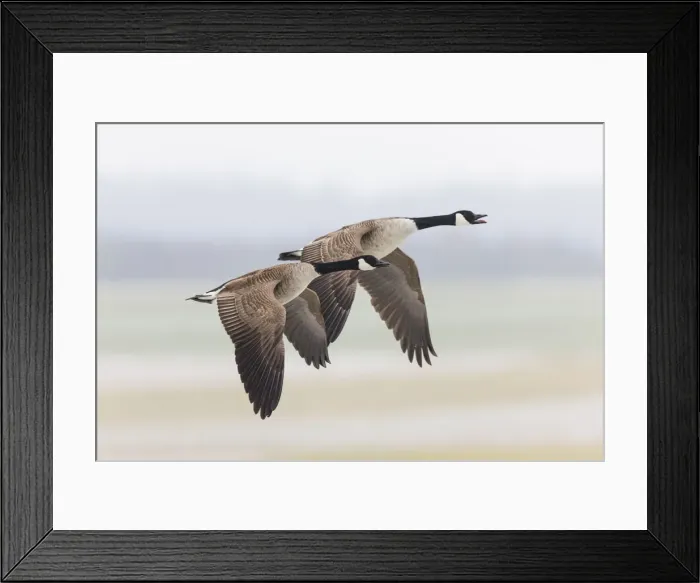 Framed Print : 180320d0031 Framed Print : 180320d0031