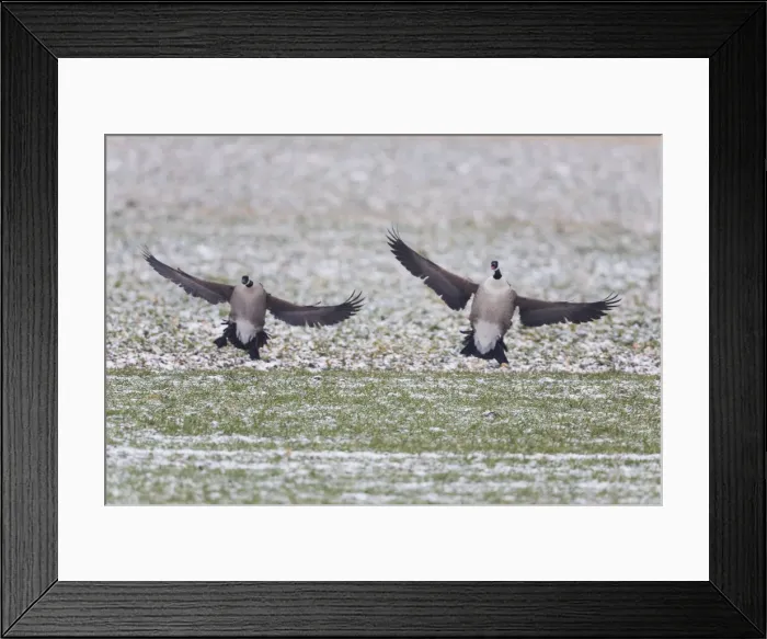 Framed Print : 1803_0023. Canada Goose - two birds landing on snow covered field Framed Print : 1803_0023. Canada Goose - two birds landing on snow covered field