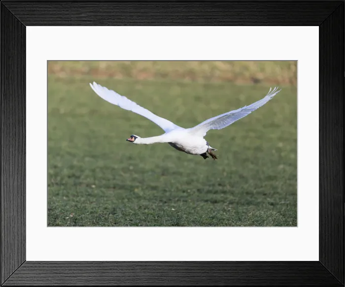 Framed Print : 180320d0044 Framed Print : 180320d0044